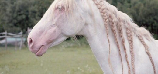 Лошади/Horse